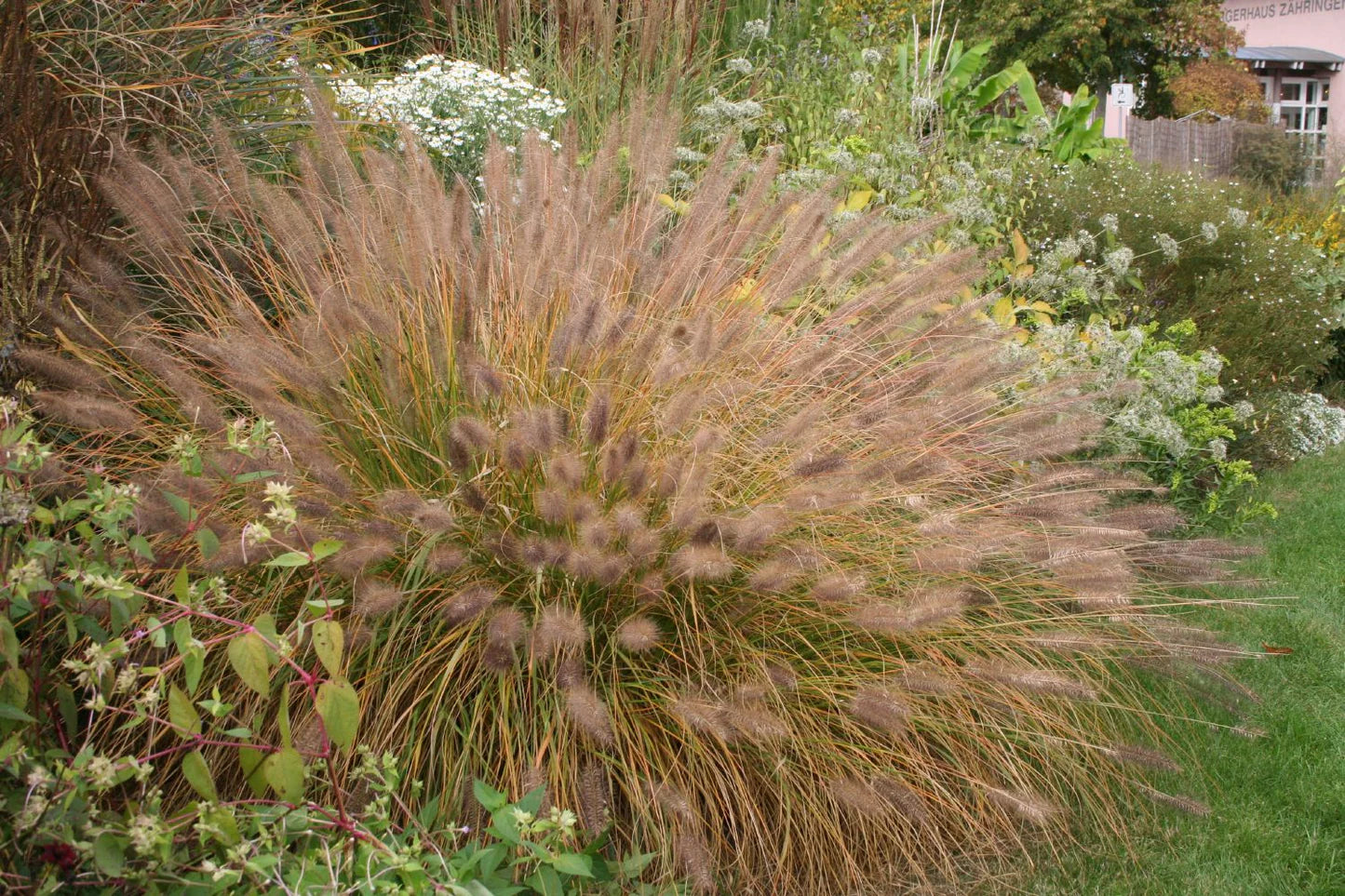 Pennisetum alopecuroides "Compressum" 0.10 - 0.20 m by gradina-noastra