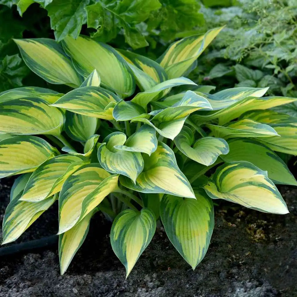 Hosta "Funkia June"