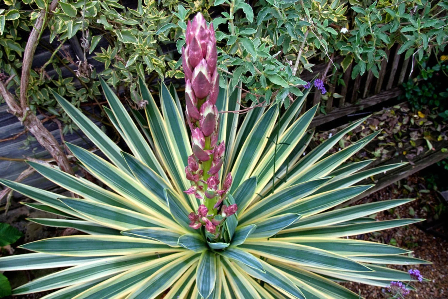 Yucca gloriosa "Variegata" / Yucca gloriosa "Variegata"/ by gradina-noastra