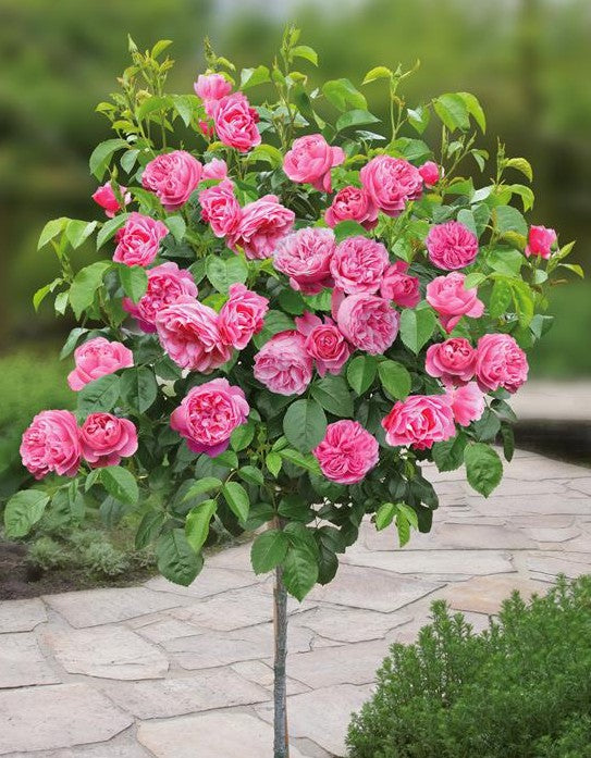 Trandafir pe picior "Leonardo Da Vinci" 1.20 - 1.30 m (Rosa "Leonardo Da Vinci" by Gradina Noastra