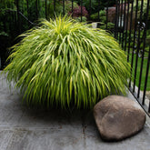 Hakonechloa macra 0.20 - 0.30 m / Hakonechloa macra / by gradina-noastra