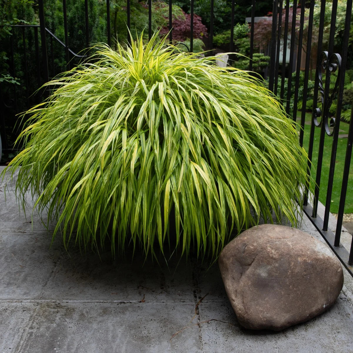 Hakonechloa macra 0.20 - 0.30 m / Hakonechloa macra / by gradina-noastra