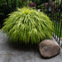 Hakonechloa macra 0.20 - 0.30 m / Hakonechloa macra / by gradina-noastra