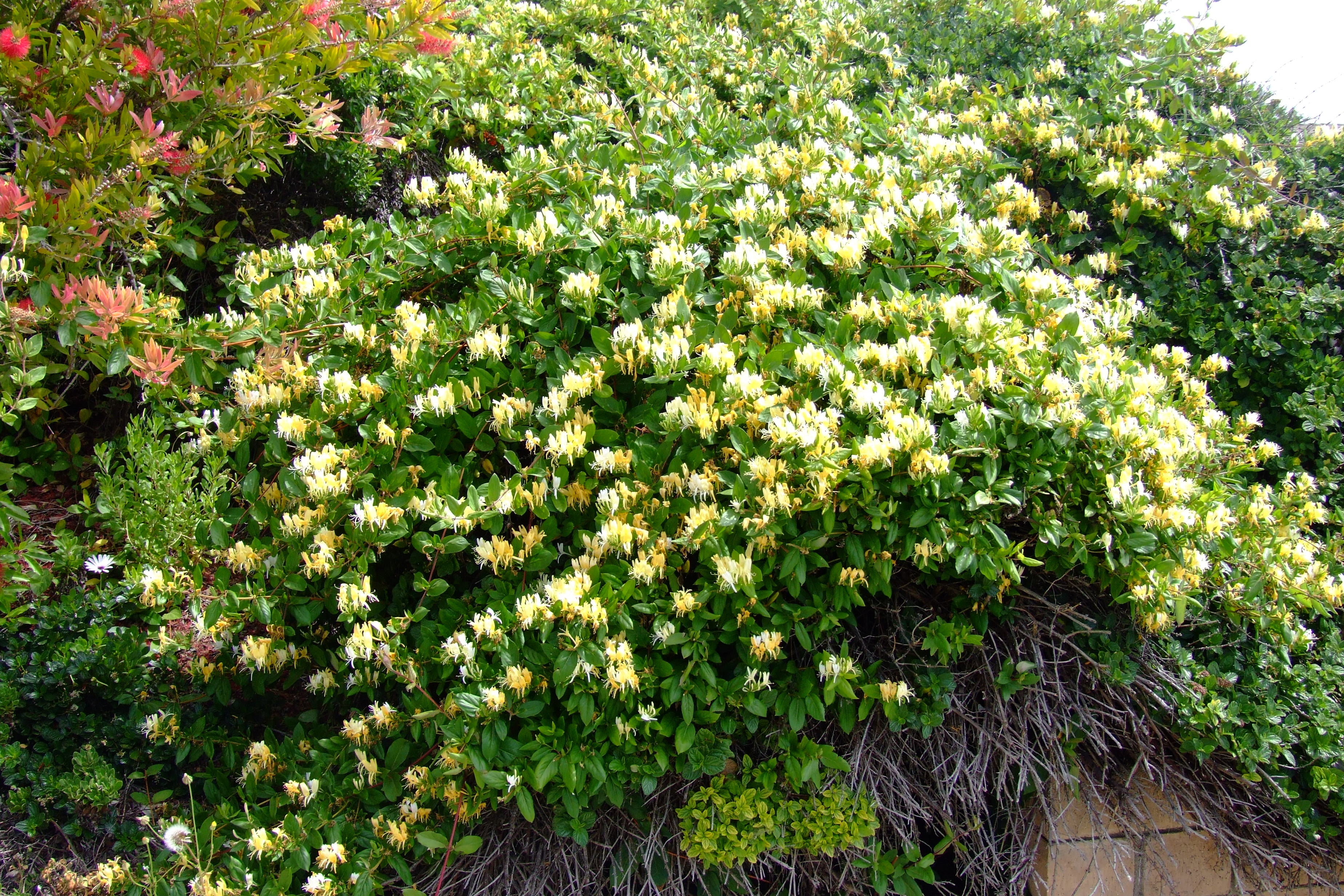 Mâna Maicii Domnului / Lonicera japonica mix /