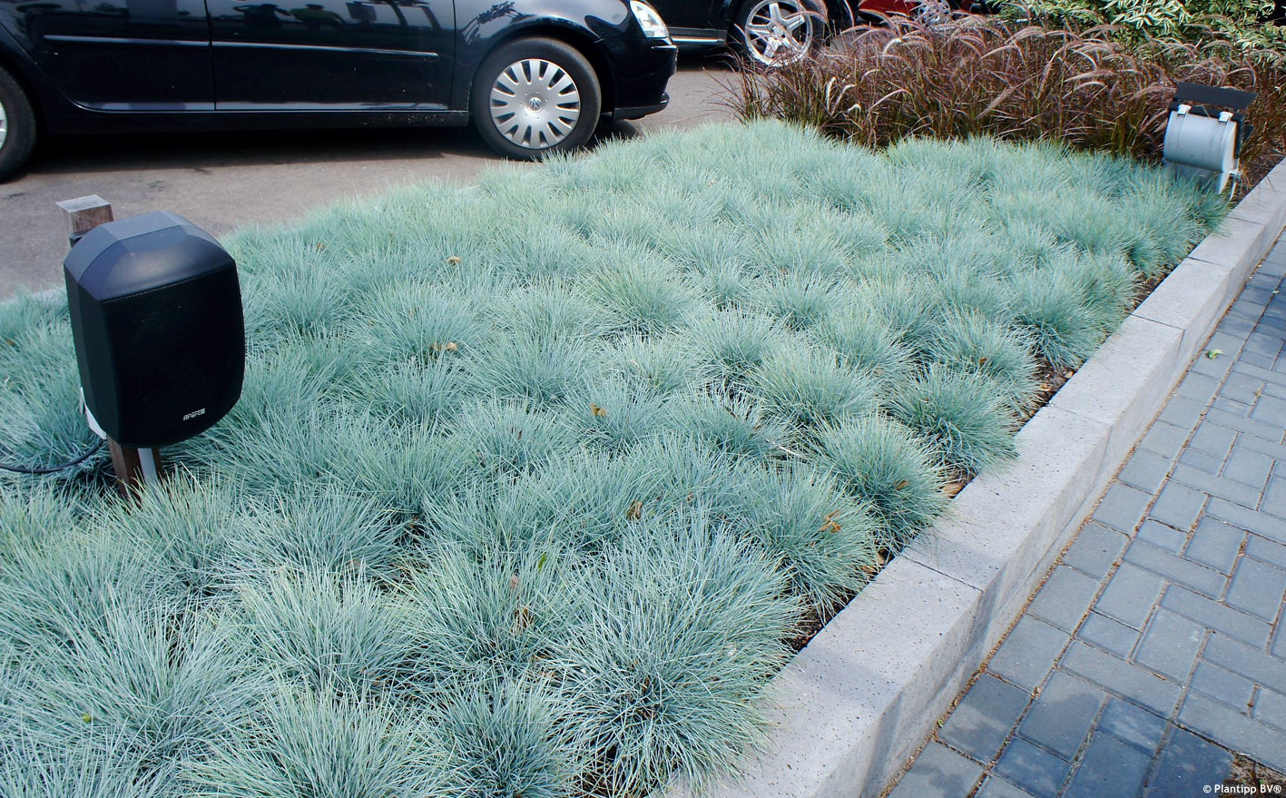 Iarbă Albastră "Intense Blue" /Festuca Glauca "Intense Blue"/