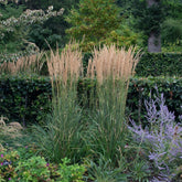 Calamagrostis acutiflora "Karl Foerster" 0.20 - 0.30 m by gradina-noastra