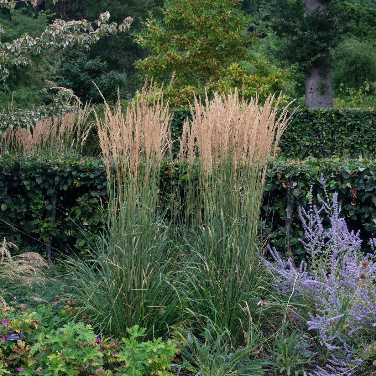 Calamagrostis acutiflora "Karl Foerster" 0.20 - 0.30 m by gradina-noastra