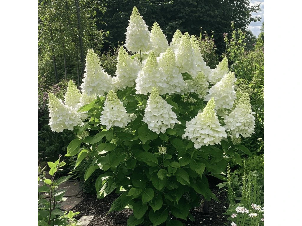 Hortensia paniculata "Phantom" înflorește cu flori mari, ideale pentru grădini și terase, aducând eleganță.