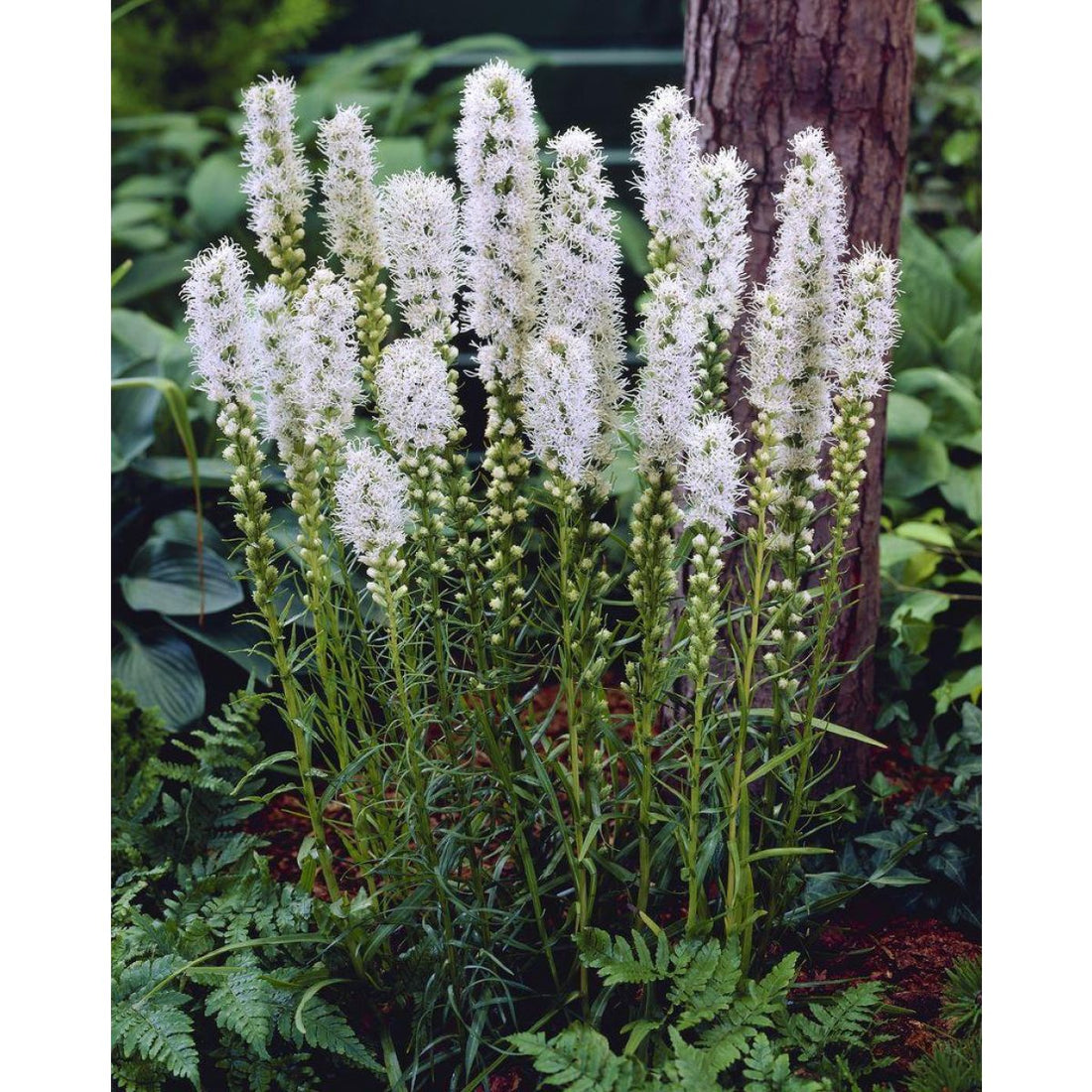 Liatris spicata "Alba" by Gradina Noastra