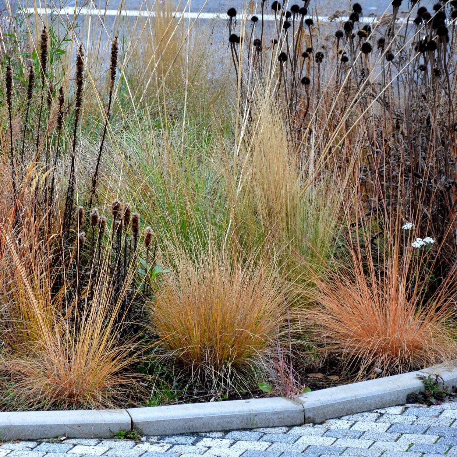Pennisetum alopecuroides "JS Jommenik" 0.10 - 0.20 m by gradina-noastra