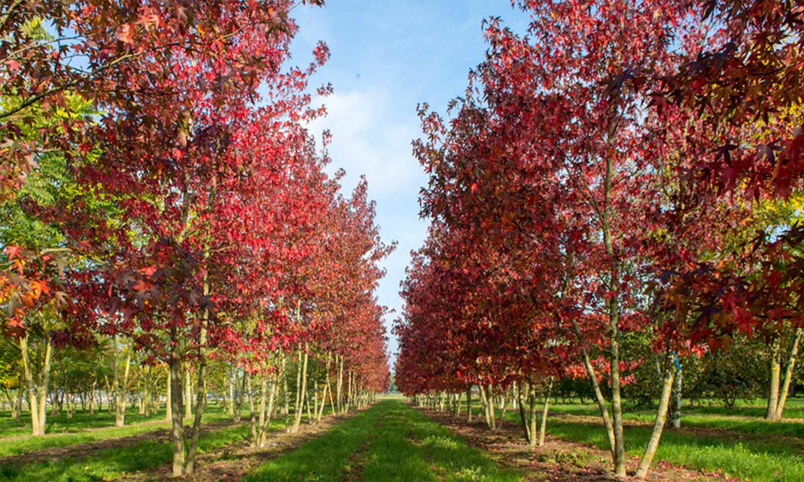 Arborele de guma multitulpinal / Liquidambar styraciflua / - Gradina Noastra