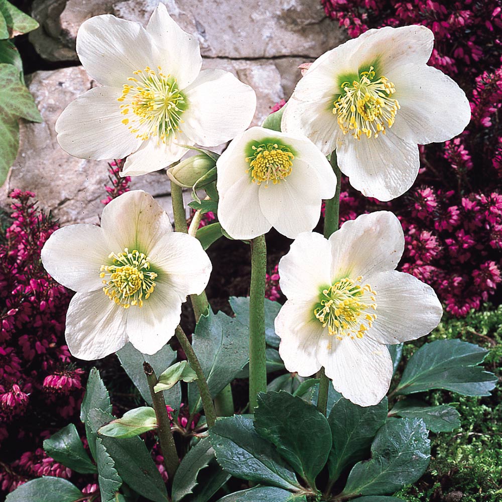 Spanz "Praecox" / Helleborus niger "Praecox"/ - Gradina Noastra