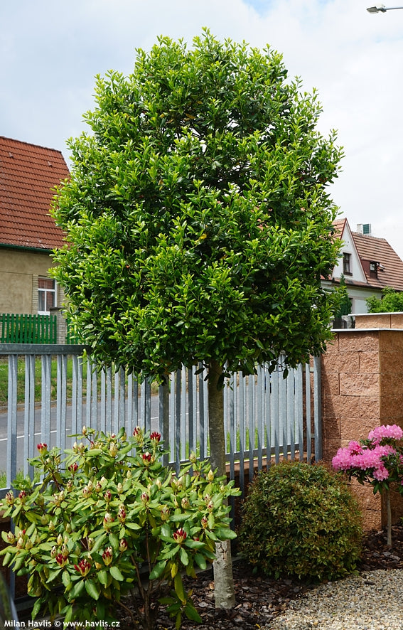 Ilex Nellie Stevens arbore / Ilex mutchagara „Nellie R. Stevens” / - Gradina Noastra