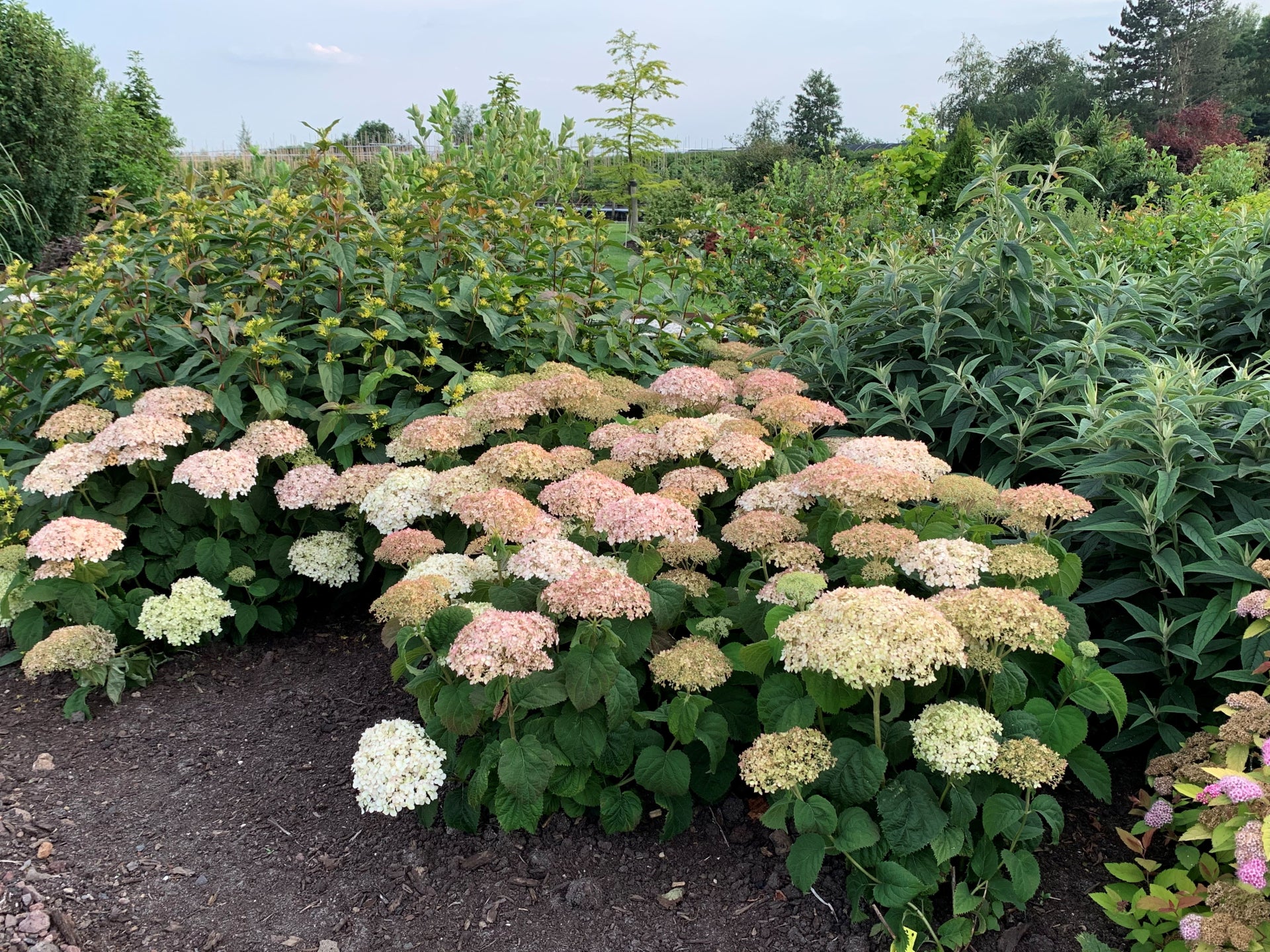Hortensia " Bellaragazza Blanchetta" / Hydrangea arborescens "Bellaragazza Blanchetta"/