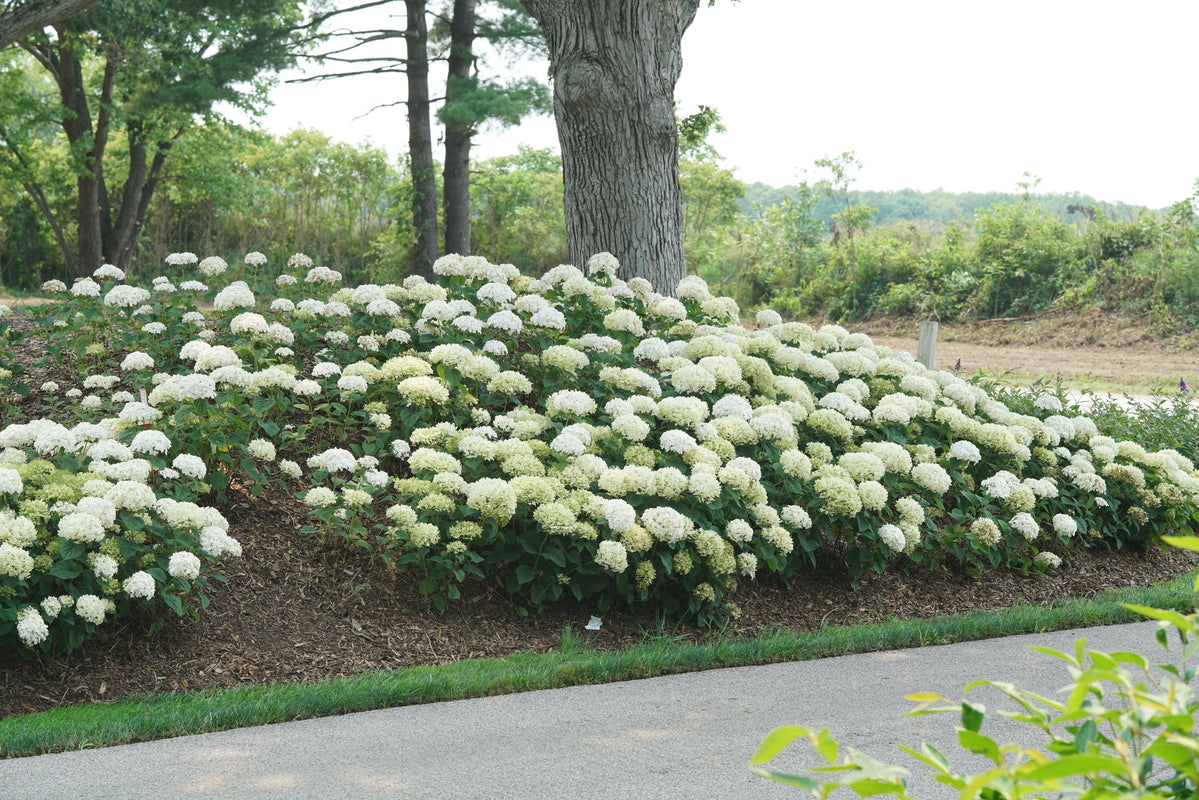 Hortensia " Bellaragazza Blanchetta" / Hydrangea arborescens "Bellaragazza Blanchetta"/