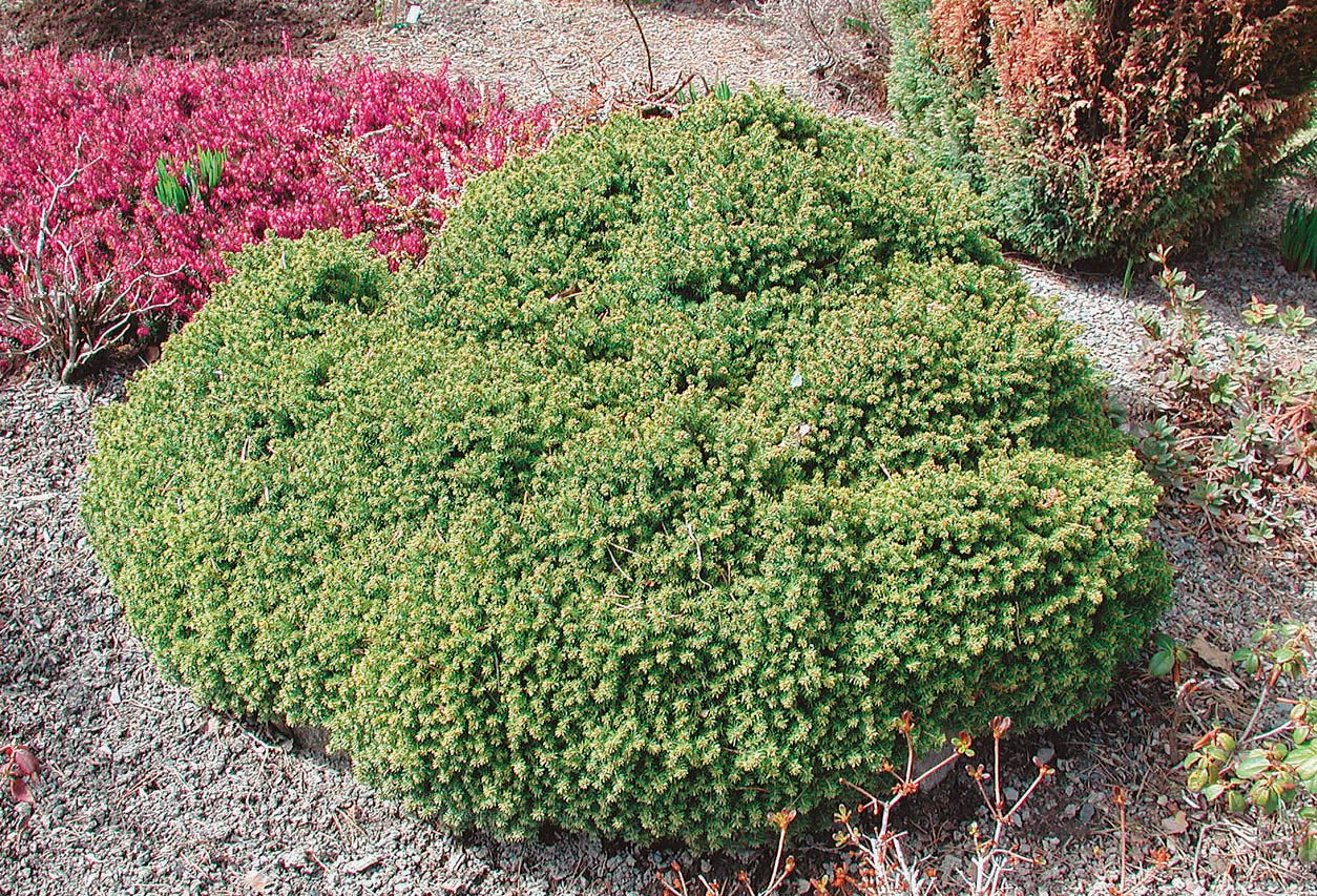 Molid canadian "Alberta Globe" 0.20 - 0.30 m / Picea glauca "Alberta Globe"/ by gradina-noastra