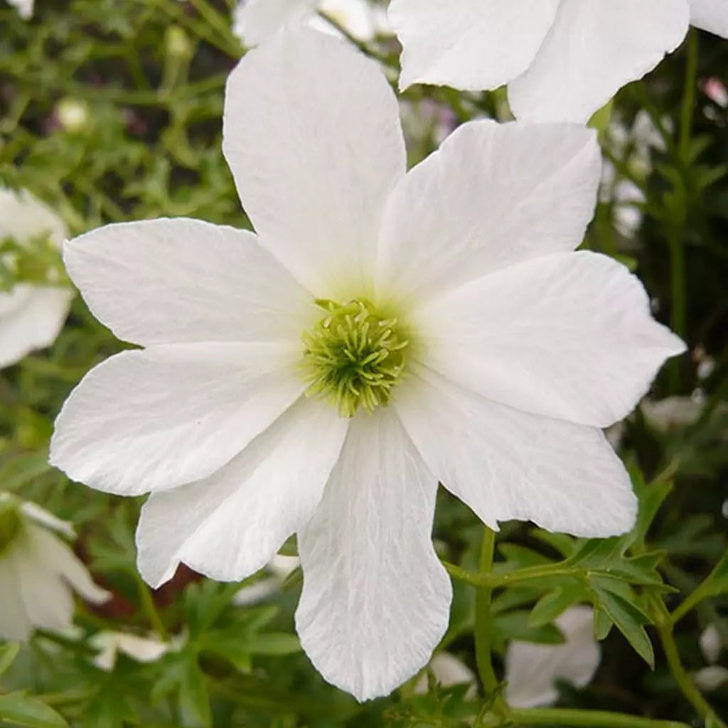 Clematis Early Sensation by gradina-noastra