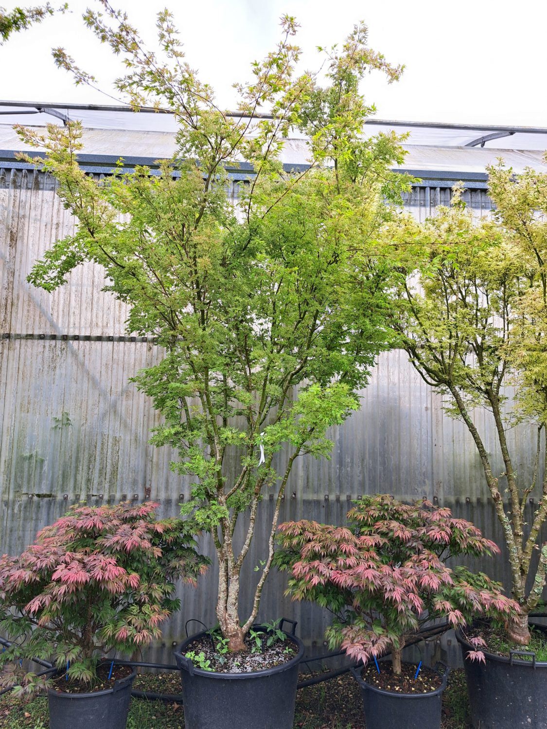 Artar japonez "Higasayama" 1.20 - 1.50 m / Acer palmatum "Higasayama"/ by gradina-noastra