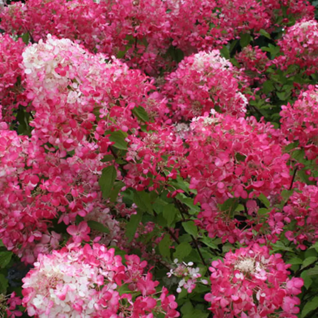 Hortensia paniculata "Diamond Rouge" înflorită, perfectă pentru grădini pline de culoare și frumusețe.