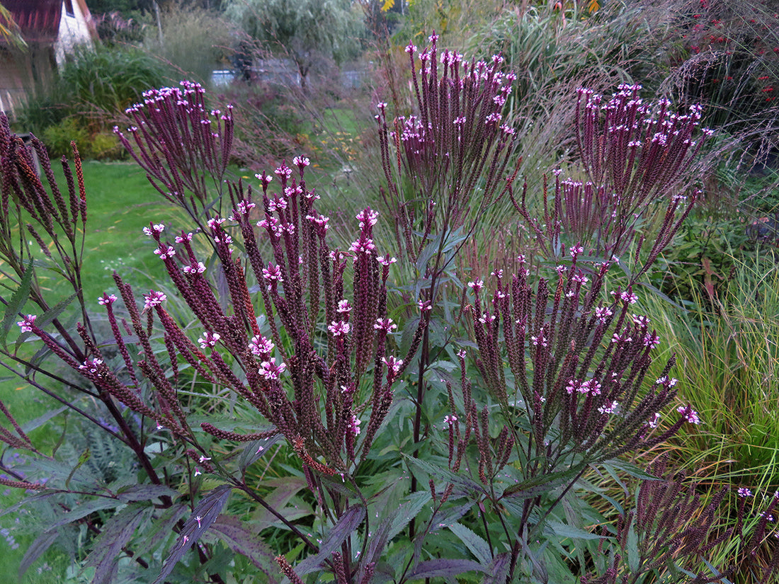 Verbena hasata "Rosea" 0.20 - 0.30 m by Gradina Noastra