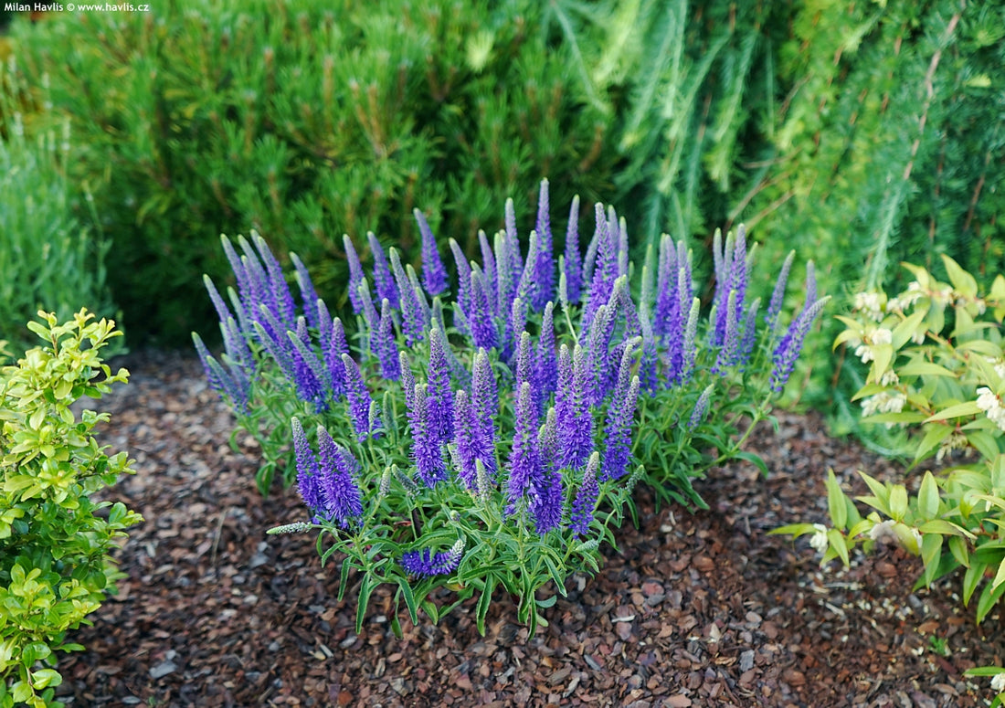 Veronica "Blue Indigo" 0.10 - 0.20 m by Gradina Noastra