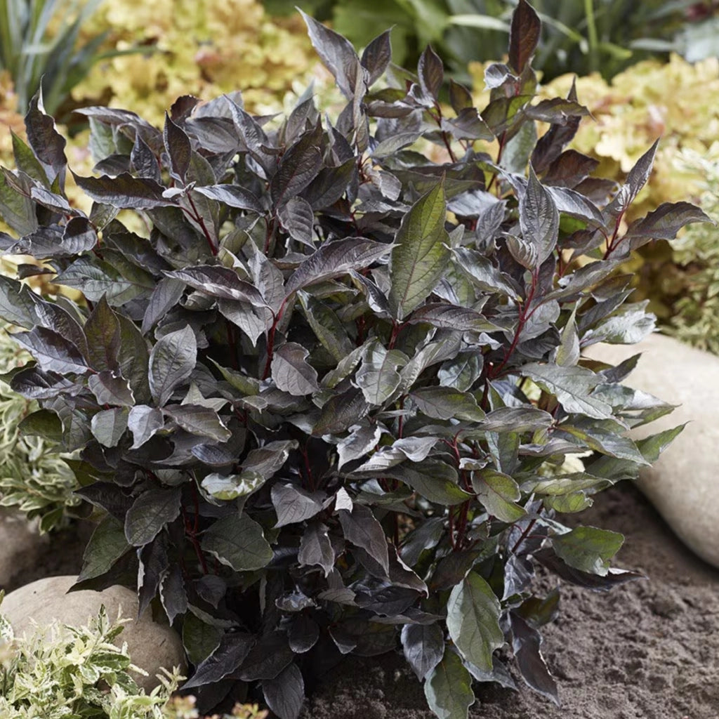 Corn „Nightfall" / Cornus alba „Nightfall"/ by gradina-noastra