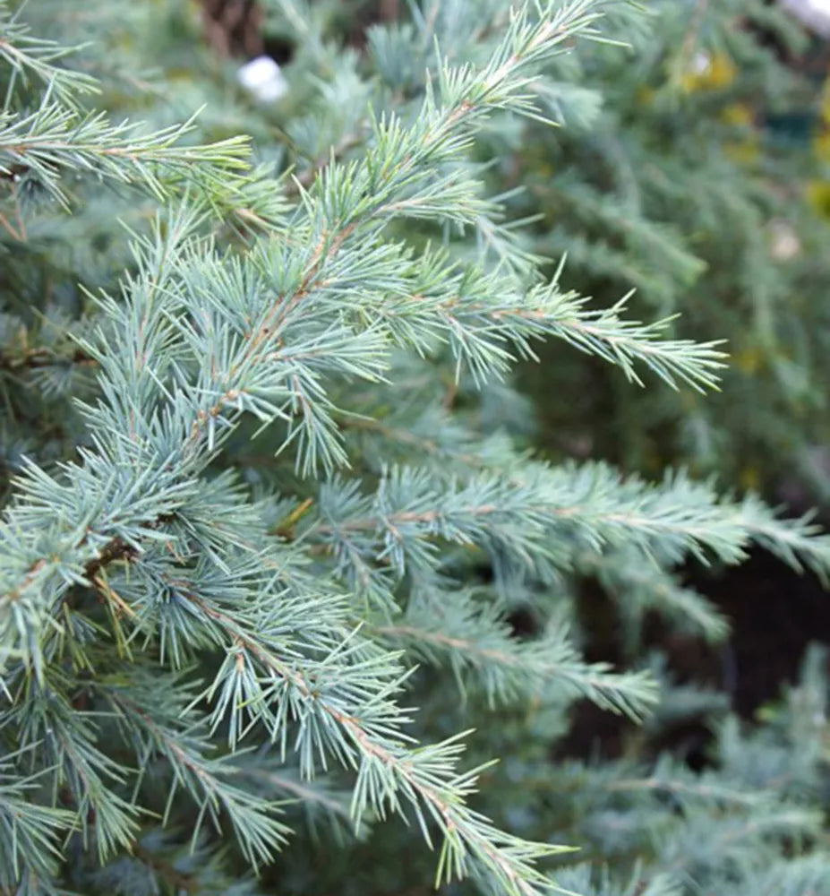 Cedru de Himalaya "Bush Electra" / Cedrus deodora "Bush Electra" /