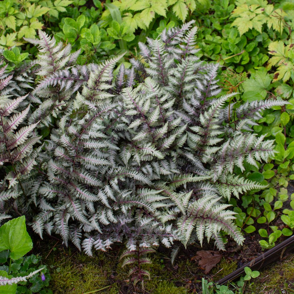 Athyrium niponicum "Burgundy Lace"