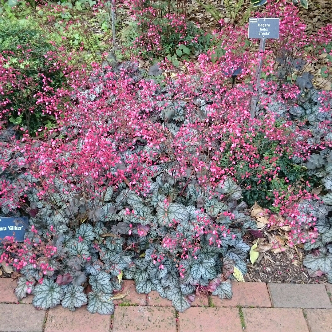 Heuchera "Glitter" 0.10 - 0.20 m by gradina-noastra