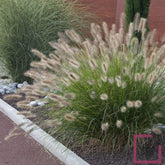 Pennisetum alopecuroides "Compressum" 0.10 - 0.20 m by gradina-noastra