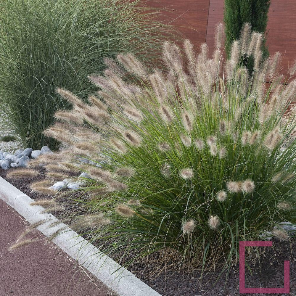 Pennisetum alopecuroides "Compressum" 0.10 - 0.20 m by gradina-noastra