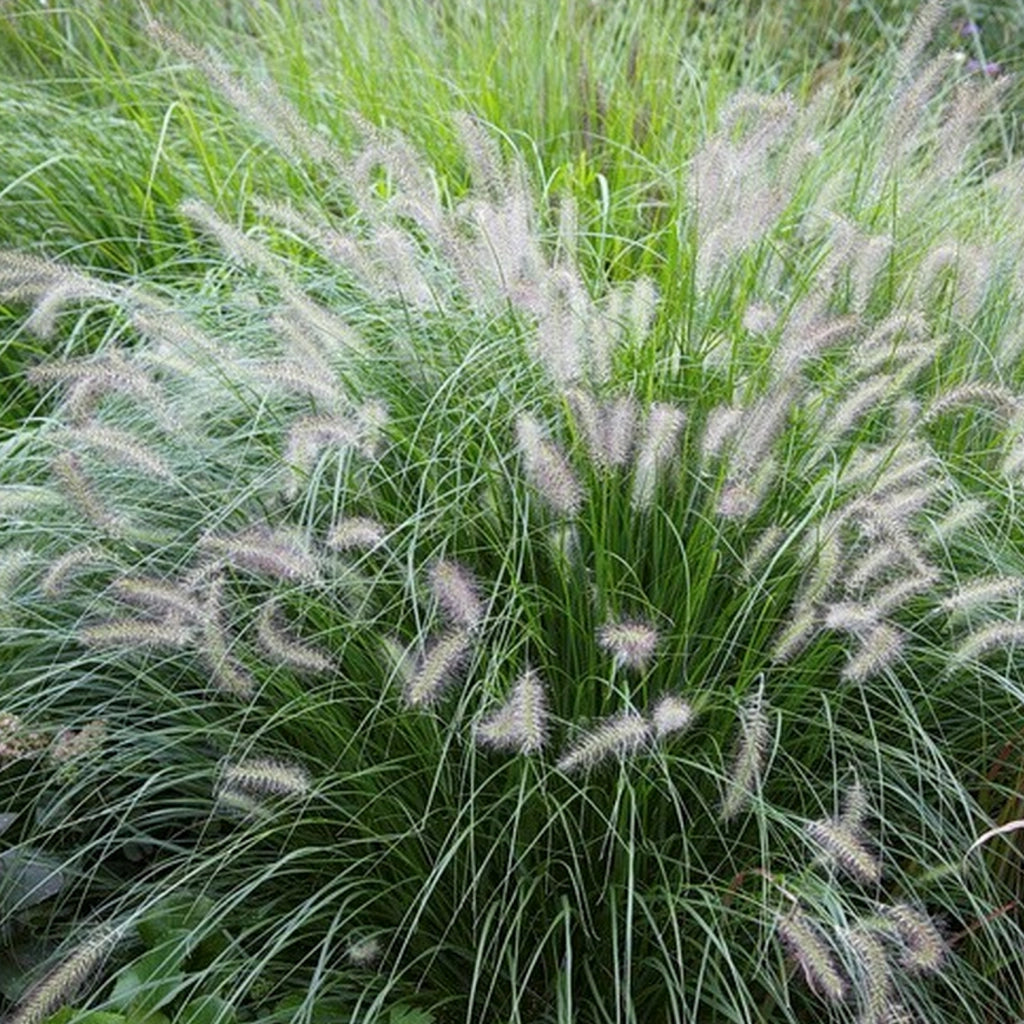 Pennisetum alopecuroides "Hameln" by gradina-noastra