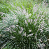 Pennisetum alopecuroides "Hameln" by gradina-noastra
