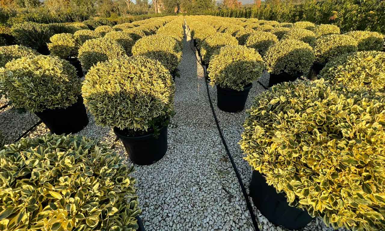 Salba japoneza" Elegant Aureus" - "Bravo" minge / Euonymus jap. "Elegant Aureus"/ - Gradina Noastra