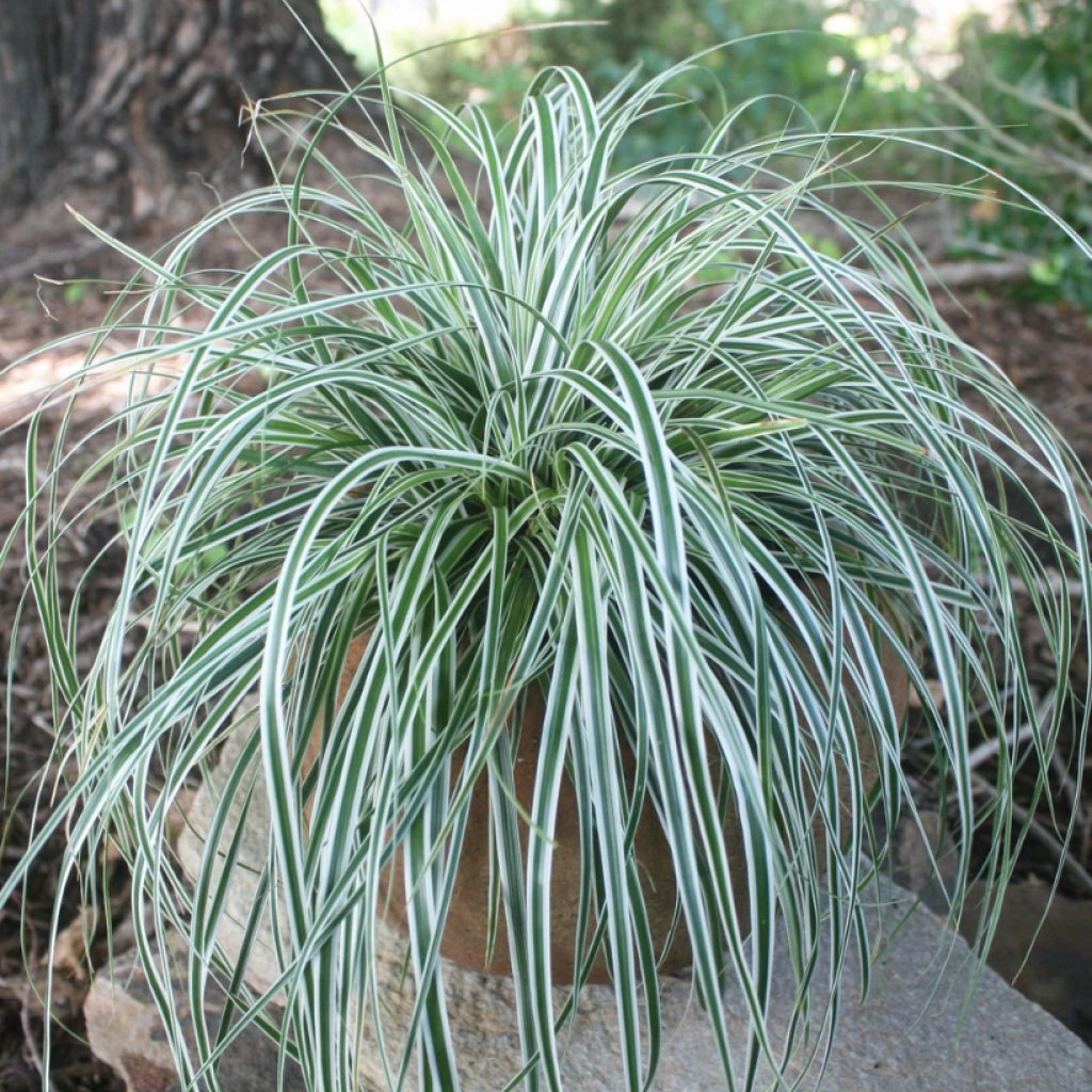 Carex morrowii "Everest" - Gradina Noastra