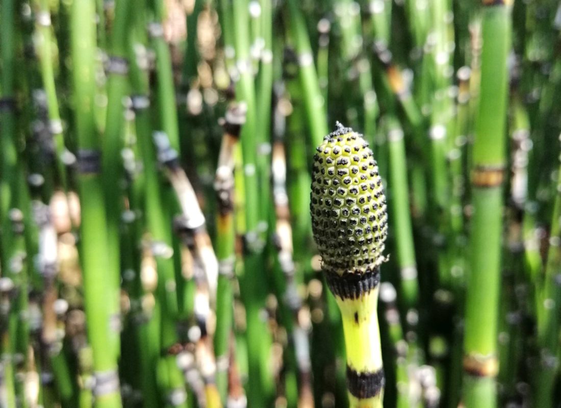 Equisetum hyemale / Equisetum hyemale var. japonicum/ - Gradina Noastra