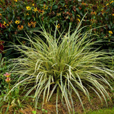 Carex morrowii „Goldband" 0.20 - 0.30 m by gradina-noastra