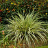Carex morrowii „Goldband" 0.20 - 0.30 m by gradina-noastra
