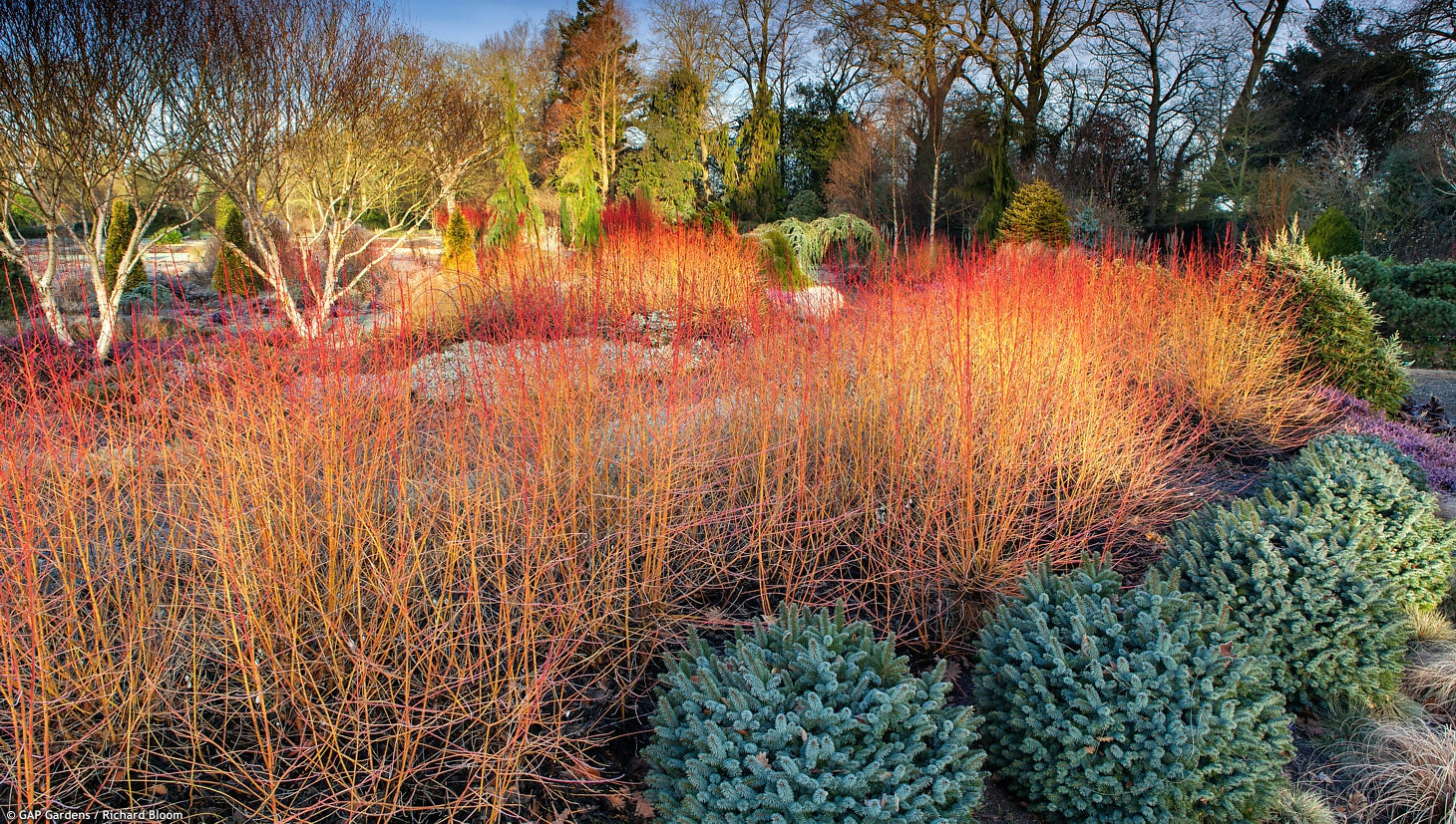 Sanger „Midwinter Fire” / Cornus sanguinea „Midwinter Fire”/