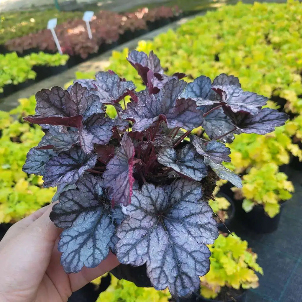 Heuchera "Glitter"