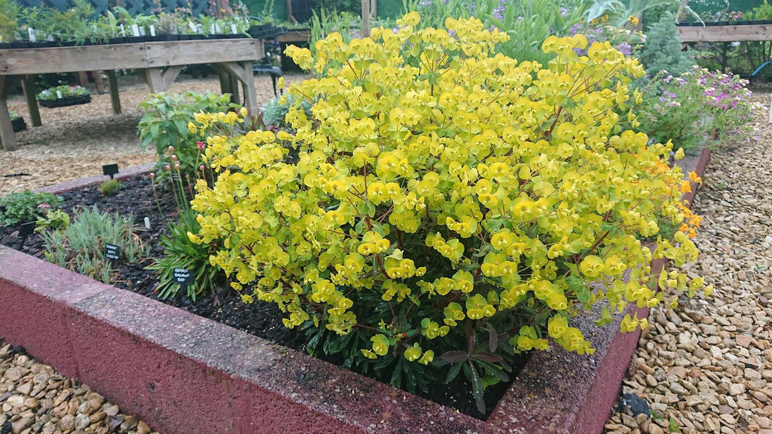 Euphorbia amygdaloides "Purpurea" by Gradina Noastra