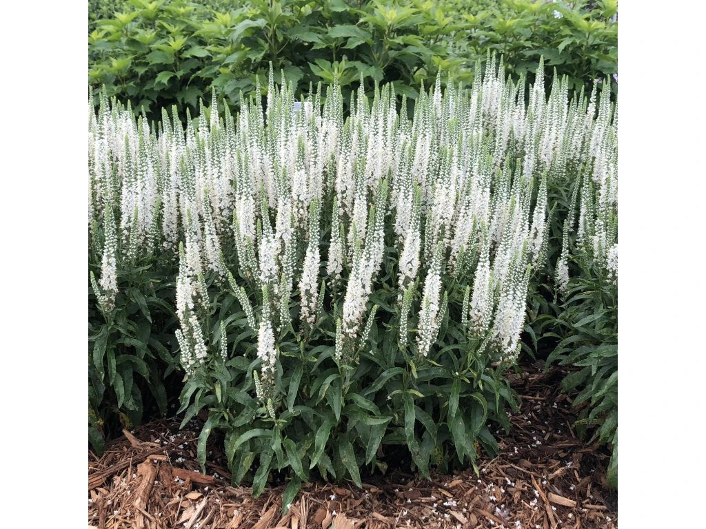 Veronica spicata "First Lady"