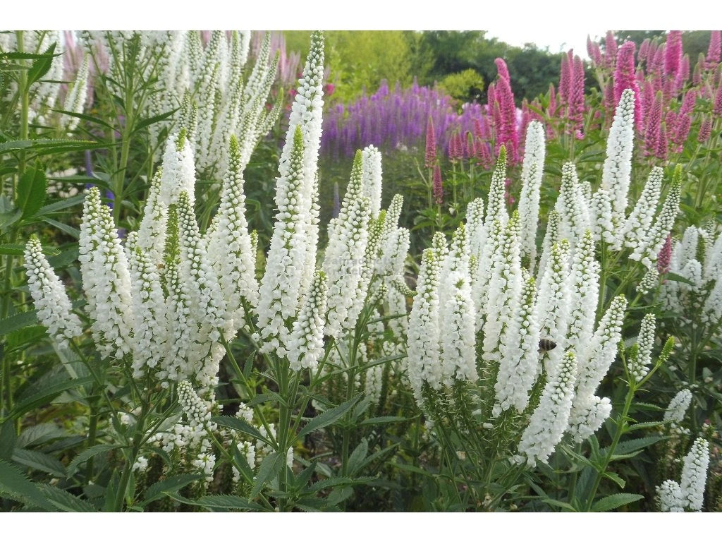 Veronica spicata "First Lady" 0.10 - 0.20 m by Gradina Noastra