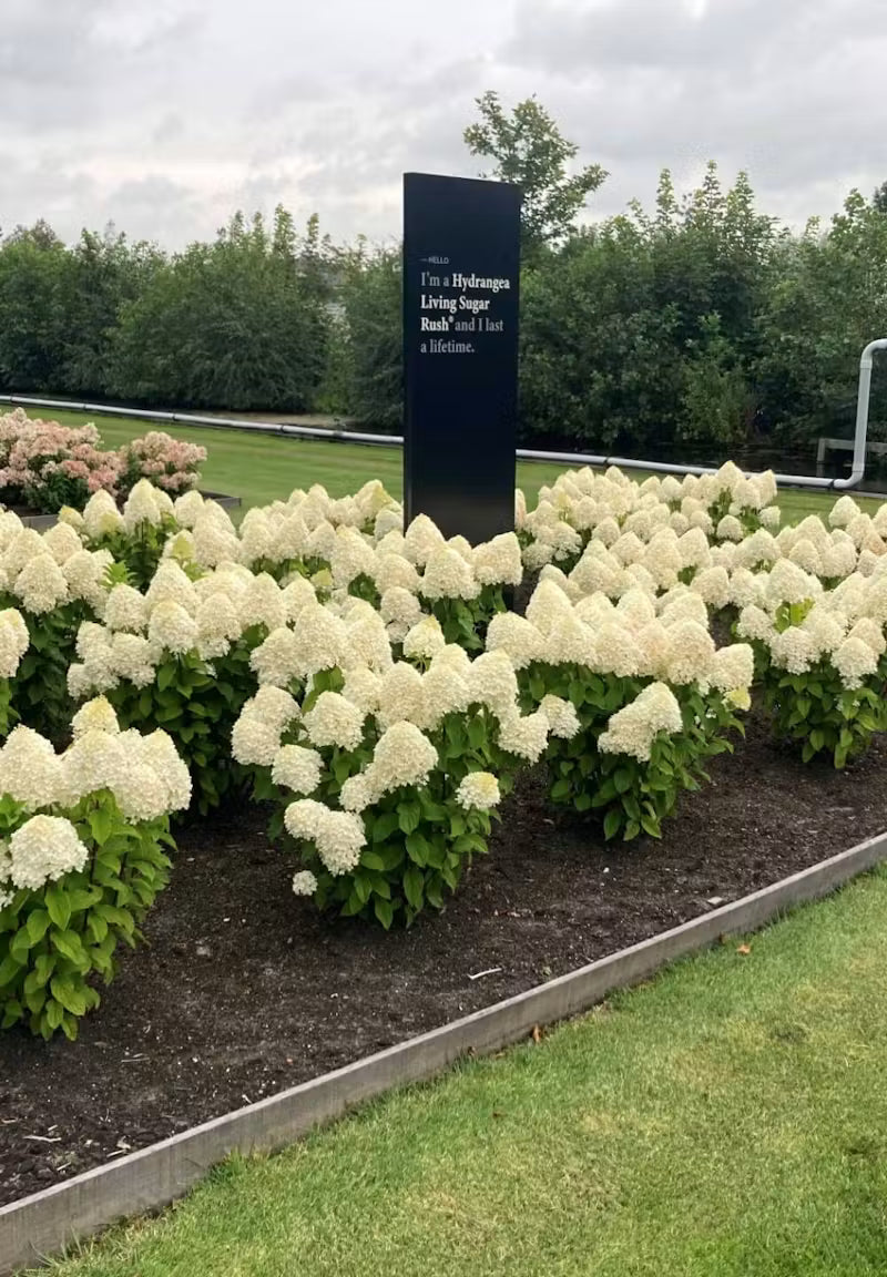Hortensia paniculata Living Creation Mix/Buc / Hydrangea paniculata Living Creation Mix/ - Gradina Noastra