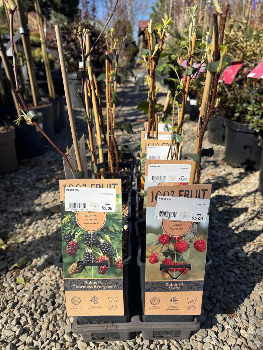 Zmeura Mix 0.40-0.50 m /Rubus Mix/ by gradina-noastra