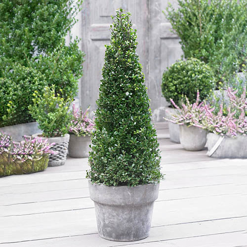 Ilex "Blue Maid" con 1.00 - 1.20 m / Ilex meserveae "Blue Maid" / by gradina-noastra