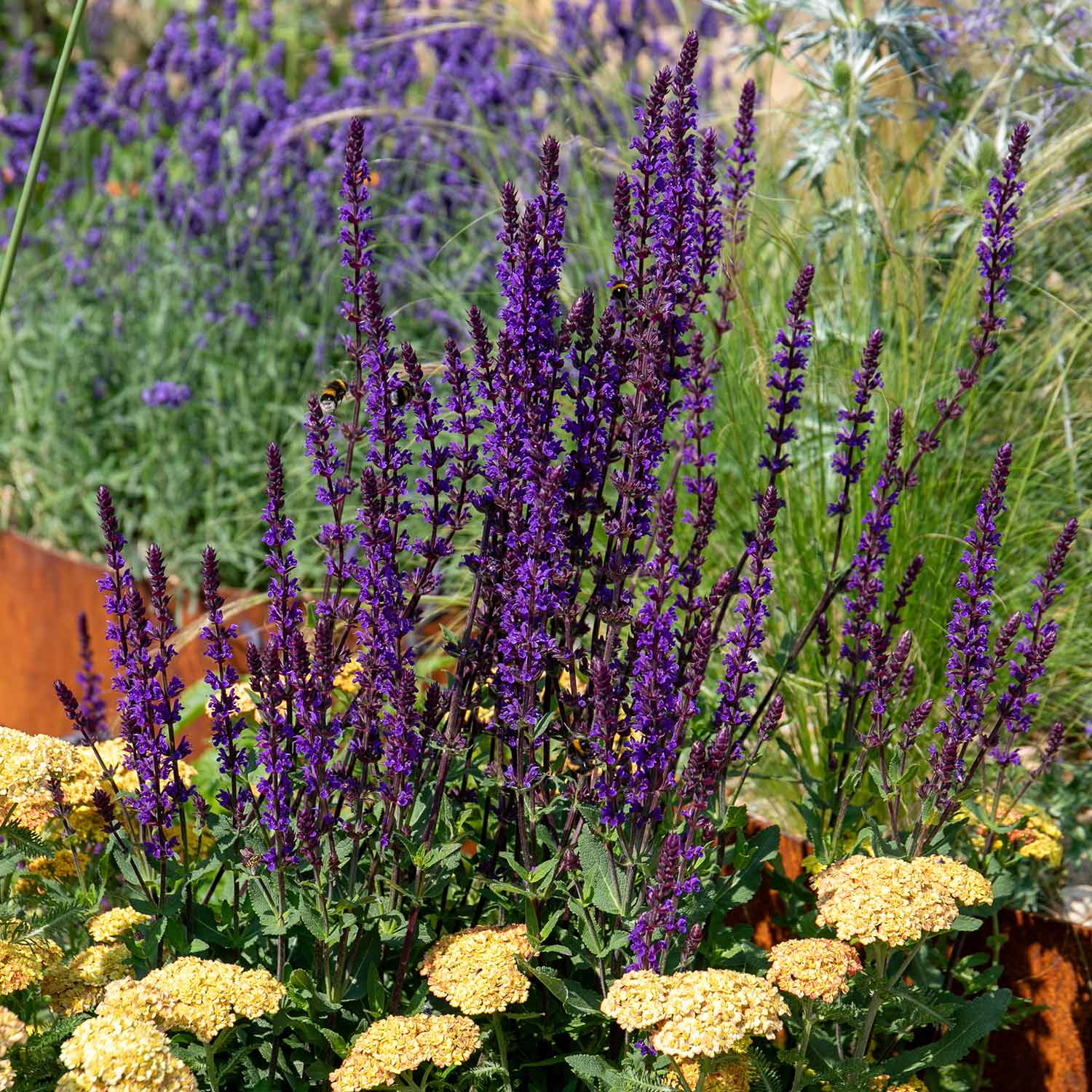 Salvia nemorosa &