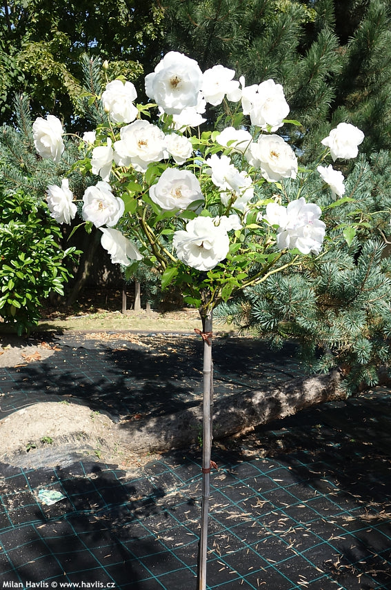Trandafir pe picior "Schneewittchen" 1.20 - 1.30 m (Rosa "Schneewittchen") by Gradina Noastra