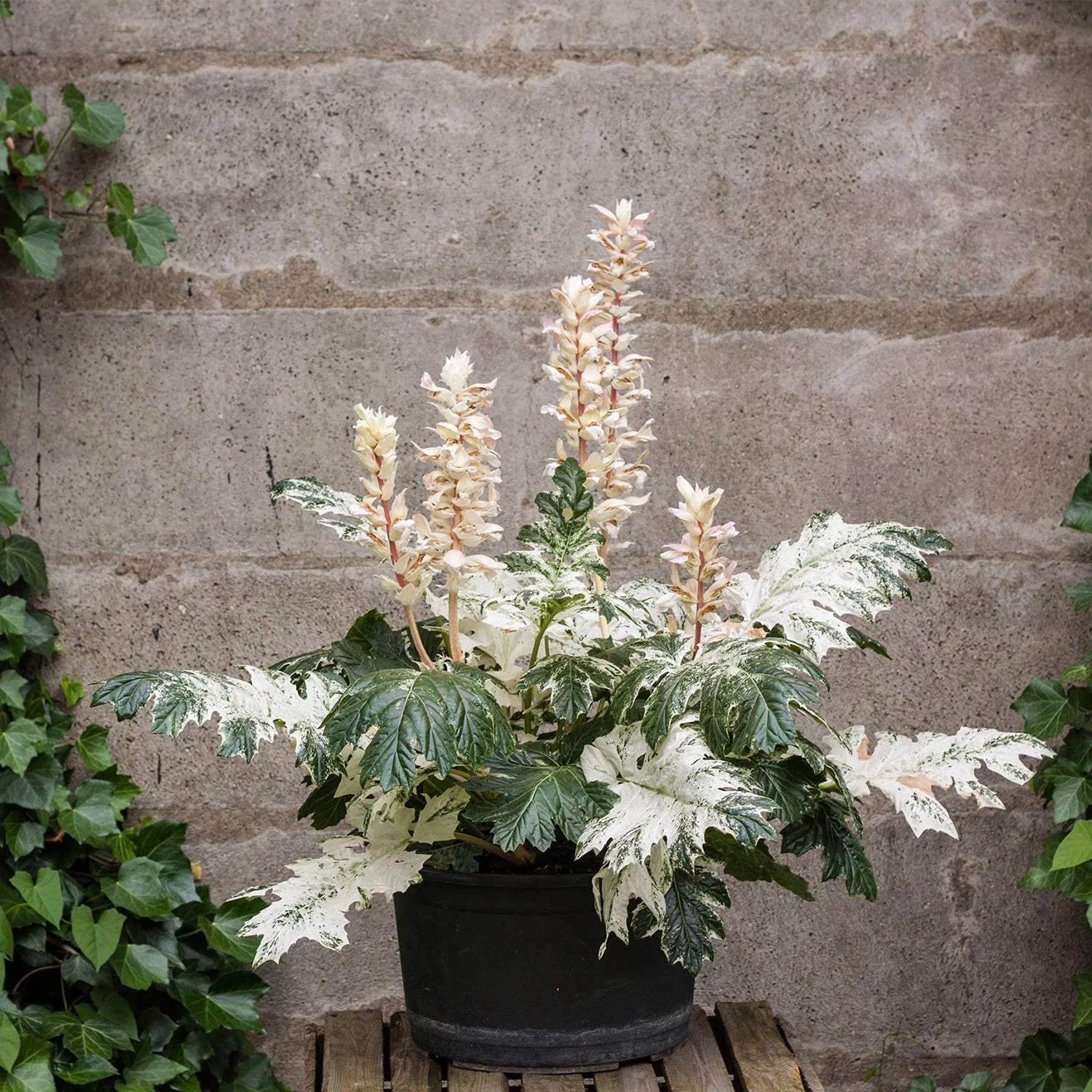Acanthus mollis "Whitewater" - Gradina Noastra