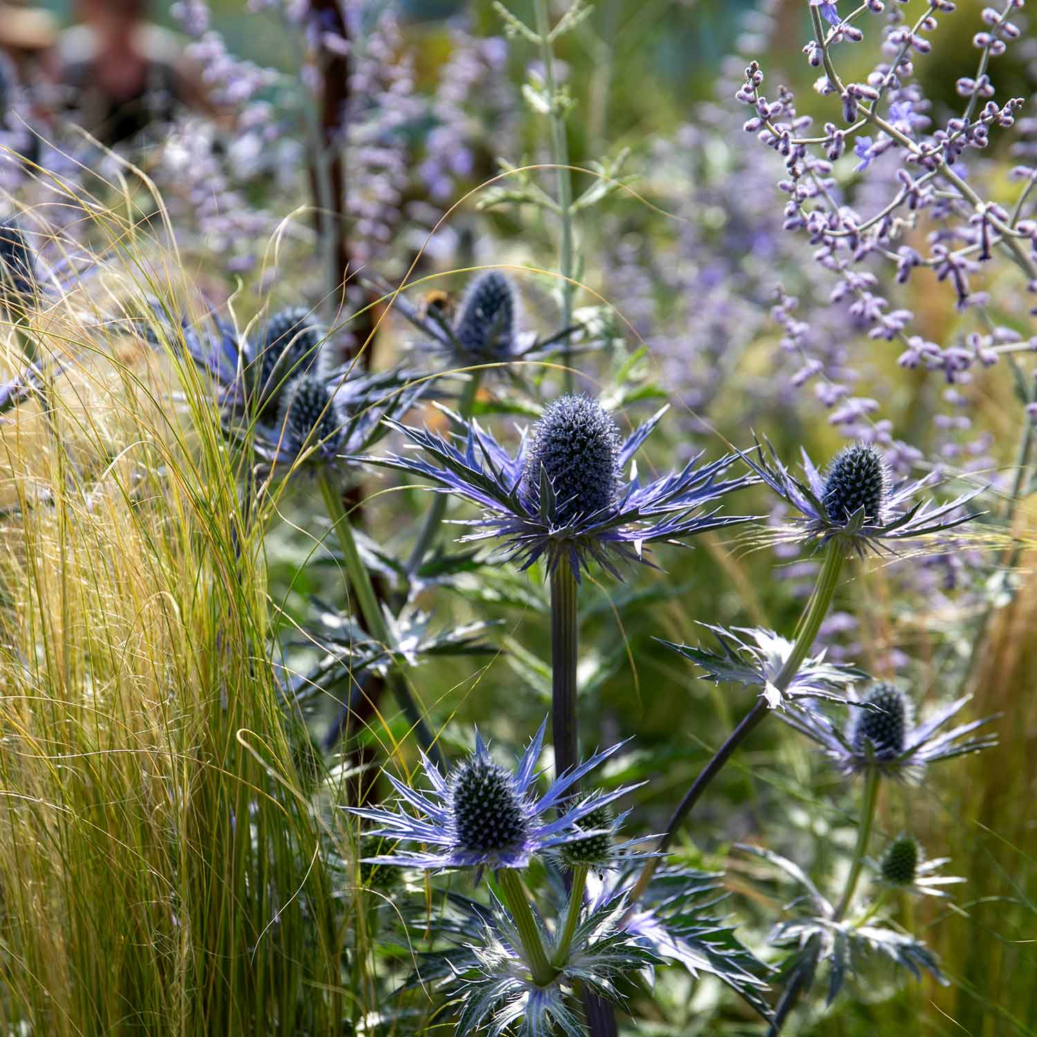 Eryngium "Big Blue" - Gradina Noastra